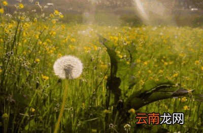 年底将至一杯蒲公英水有三大好处