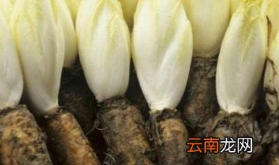 年底将至一杯蒲公英水有三大好处