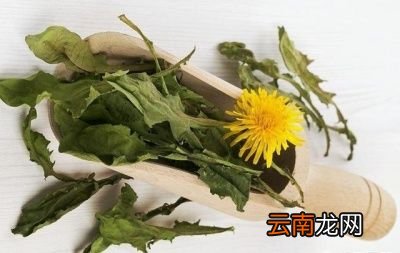年底将至一杯蒲公英水有三大好处