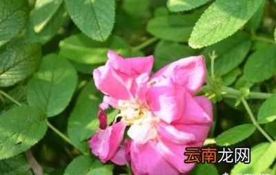 年底将至一杯蒲公英水有三大好处