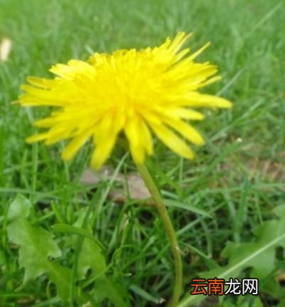 年底将至一杯蒲公英水有三大好处
