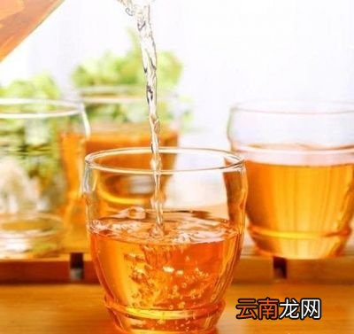 蒲公英泡水的禁忌你知道吗