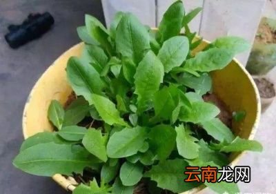 蒲公英泡水的禁忌你知道吗