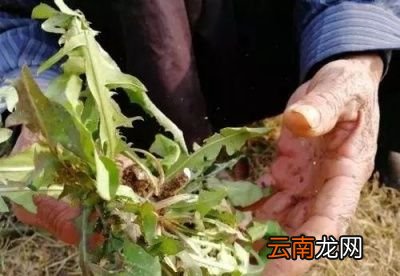 蒲公英泡水的禁忌你知道吗