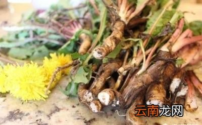 蒲公英泡水有8大好处