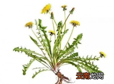蒲公英泡水有8大好处
