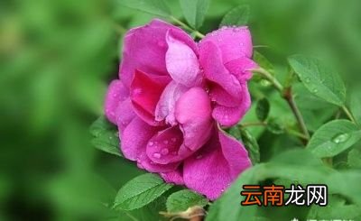 蒲公英泡水有8大好处