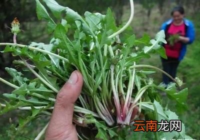 蒲公英泡水有8大好处