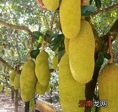 如何区分菠萝蜜是干苞还是湿苞