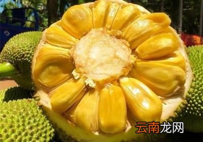 如何区分菠萝蜜是干苞还是湿苞
