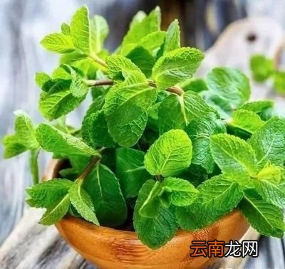 最有效果的驱蚊方法