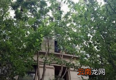 最有效果的驱蚊方法