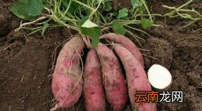经常吃红薯对人体有以下好处