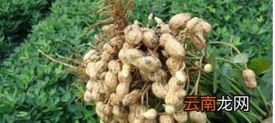 今日问题什么人千万不要吃花生