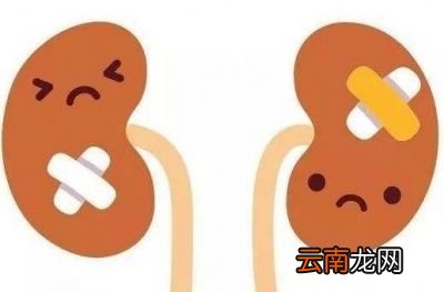 吃腰子能不能补肾