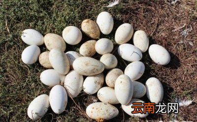 鹅蛋怎么做好吃孕妇能吃吗