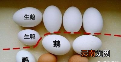 鹅蛋怎么做好吃