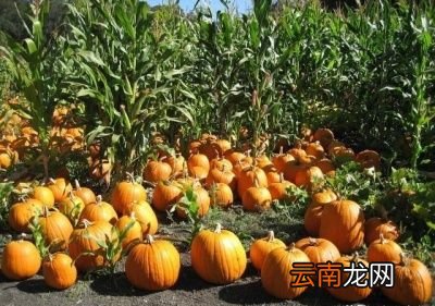 立秋前后下雨好处就是“气温会变的凉爽”
