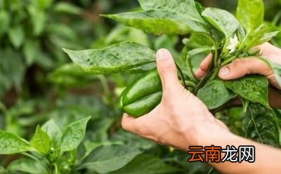 立秋前后下雨好处就是“气温会变的凉爽”