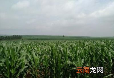立秋节气下场雨能带来那两大好处