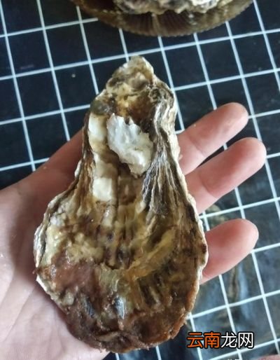 吃什么海鲜对身体好