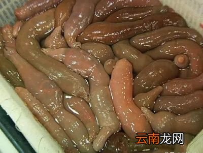 吃什么海鲜对身体好