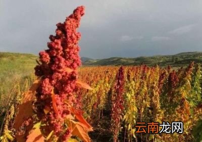 藜麦的食用方法