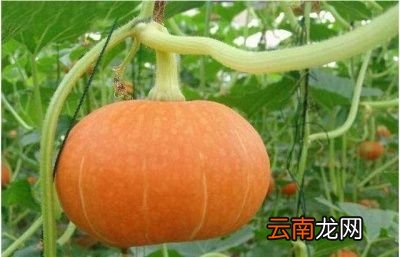 这么好看又好吃的板栗南瓜要如何种植呢