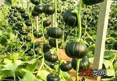 这么好看又好吃的板栗南瓜要如何种植呢