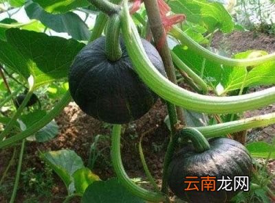 这么好看又好吃的板栗南瓜要如何种植呢
