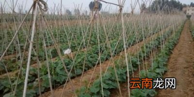 这么好看又好吃的板栗南瓜要如何种植呢