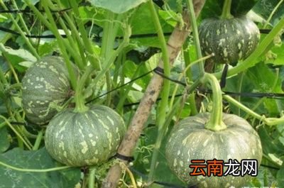 板栗南瓜如何种植适合种植在哪些地方