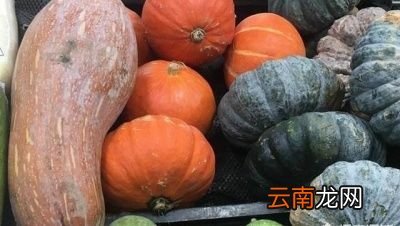 板栗南瓜如何种植适合种植在哪些地方