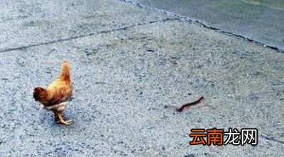 农村养殖的鸡吃了蜈蚣后为什么会主动攻击人