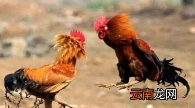 农村养殖的鸡吃了蜈蚣后为什么会主动攻击人