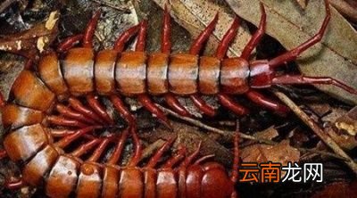 农村养殖的鸡吃了蜈蚣后为什么会主动攻击人