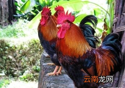 为什么说散养鸡吃了蜈蚣主动攻击人