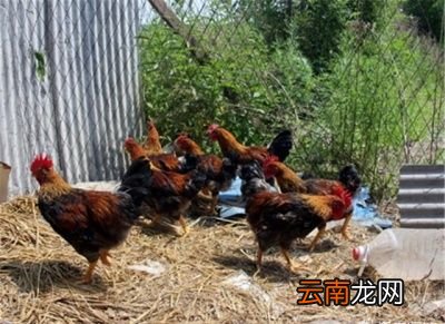为什么说散养鸡吃了蜈蚣主动攻击人