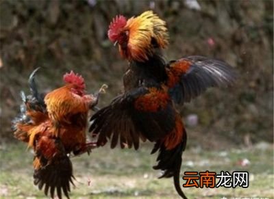 为什么说散养鸡吃了蜈蚣主动攻击人