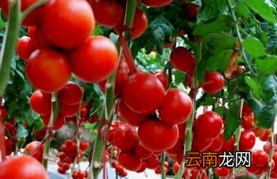 圣女果是转基因吗