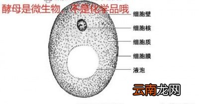 泡打粉和酵母可以互相取代吗