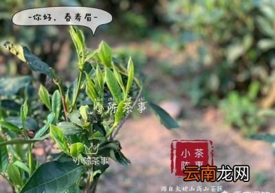 什么样的茶可以考虑存放在冰箱