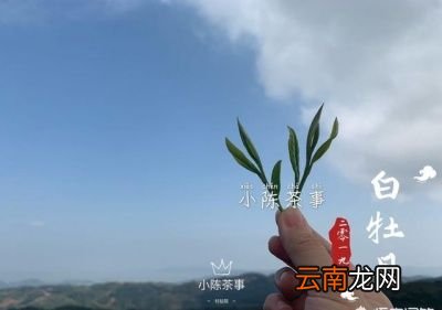 什么样的茶可以考虑存放在冰箱