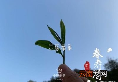 什么样的茶可以考虑存放在冰箱