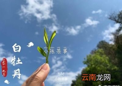 什么样的茶可以考虑存放在冰箱