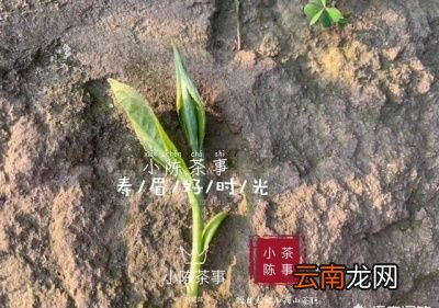 什么样的茶可以考虑存放在冰箱