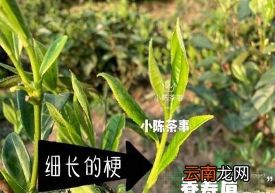 什么样的茶可以考虑存放在冰箱