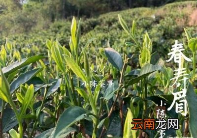 什么样的茶可以考虑存放在冰箱