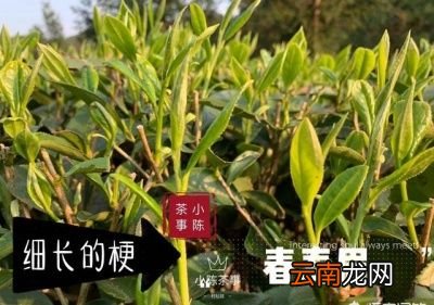 什么样的茶可以考虑存放在冰箱