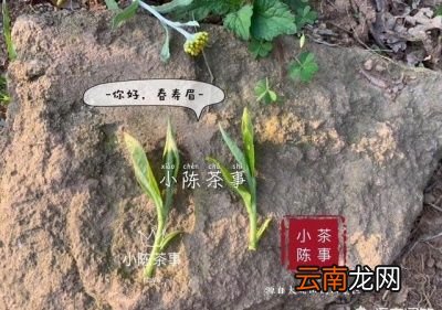 什么样的茶可以考虑存放在冰箱